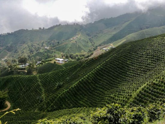 Coffee - Arrival (Espresso Blend) - Black Elm Coffee